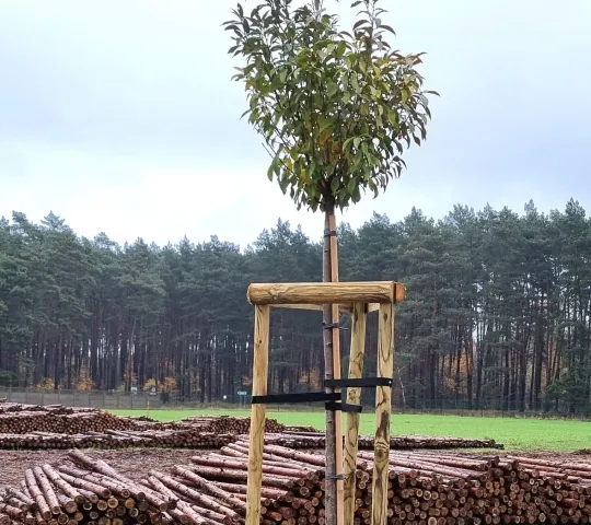 Колья для поддержки деревьев